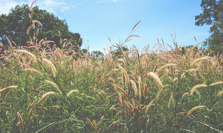 Yellow poaceae flower in the garden with blue sky