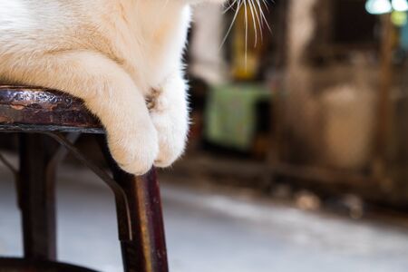 Close up a white cat legs sit on the chairの写真素材