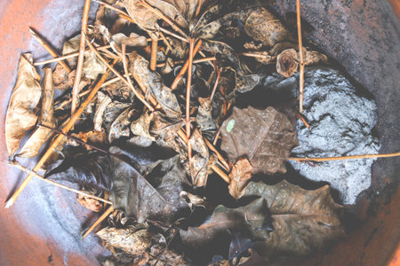 Dry leaves in old pot