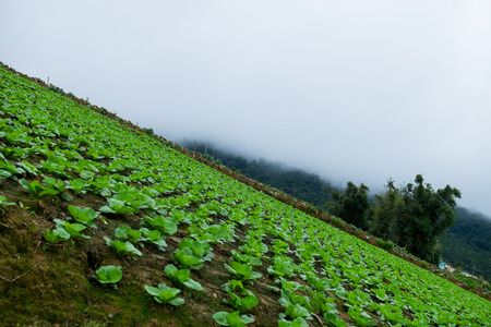 Focus plant glowing from the soil with view of mountain and clouds sky backgroundの写真素材