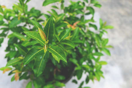 Pattern of tropical leaf on the outsideの写真素材