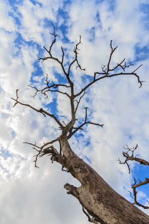The dead wood in blue sky and white cloudsの写真素材