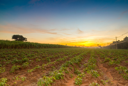 The small cassava in morning. Thailand is top Exporter of cassava in the world. The cassava can more use product for example food feed Textile industry paper industryの写真素材