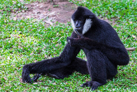 white-cheeked gibbon sit on grassの写真素材