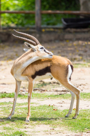 Thomson?s gazelle there are many in east africa kenya and tanzania. This photo take in Khao-Kheow open zoo: Thailandの写真素材
