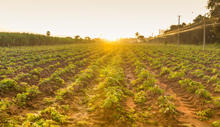The small cassava in moning. Thailand is top Exporter of cassava in the world. The cassava can more...