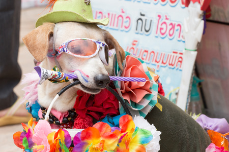 Thailand June 27: Dog clothing fancy show on wayside to donate  on june 27 ,2015 in loei province of thailand.のeditorial素材