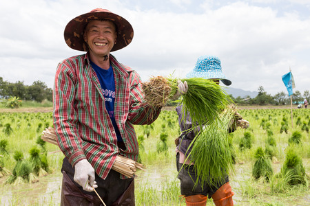 CHIANG RAI THAILAND-JULY 2:Unidentified farmer harvest rice sprout form sprout field to grow in next field on JULY 2,2015 at Chiang rai Thailand.のeditorial素材