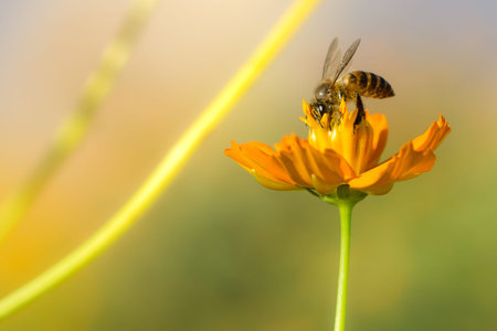 Honey bee collecting pollen and nectar from yellow cosmos flower.