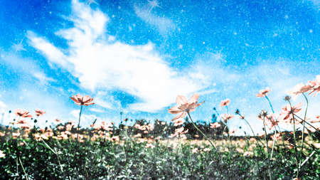 Fantasy background blooming cosmos flowers under space snow and star.の写真素材