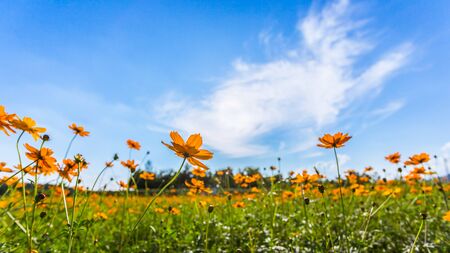 Blooming cosmos yellow flower in the bright cloud sky.の写真素材