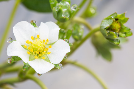 Macro young of white strawberry flower with dew.の写真素材