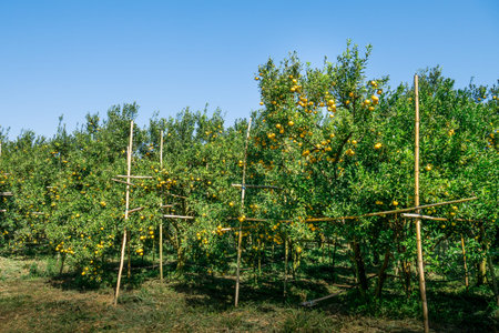 Fresh Oranges Thai honeysuckle species oranges pile on tree.の写真素材