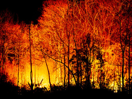 Fire Burning tree at Night.の写真素材