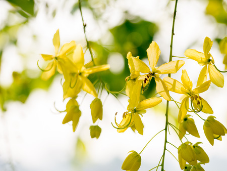 Golden shower tree (Cassia fistula) national flower of Thailand.の写真素材
