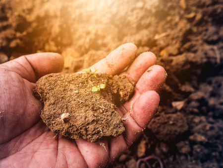 Young plant on pool soil in the human hand holding.の写真素材