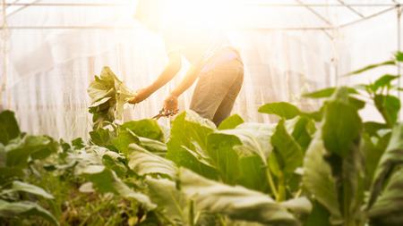 Soft image man harvest organic Chinese kale in the Greenhouse nursery.の写真素材