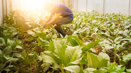 Soft image man harvest organic Chinese kale in the Greenhouse nursery.の写真素材