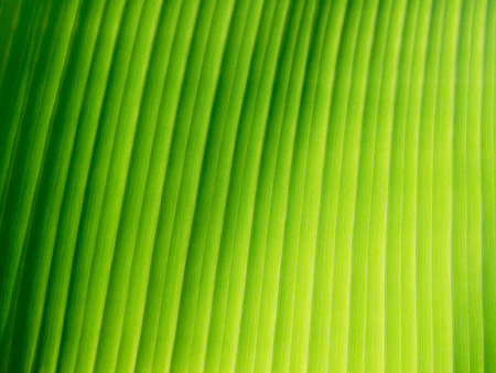 Part of banana leaf detail have high light and shadow for background or design.の写真素材