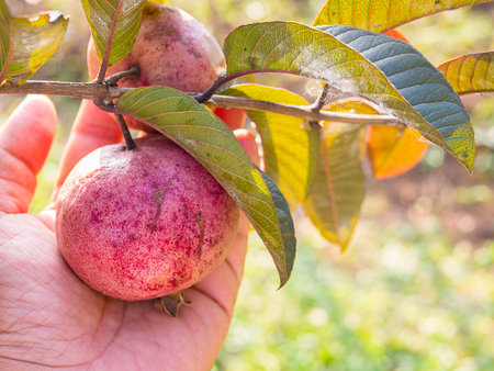 Origanic red guava skin in hand.  No use Pesticide for kill aphid.の写真素材