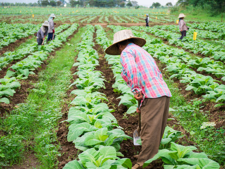 Chaingrai -November 29 : Unidentified workers are Shoveling soil in tobacco field on November 29,2016 in Chaingrai Thailand.のeditorial素材