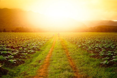 Road in the tobacco field in the sunset time. with man riding motorcycle.