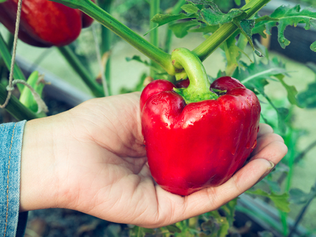 Sweet pepper on women hand  in the Greenhouse nursery.の写真素材