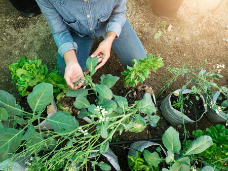 Working women work and take care plant in Greenhouse nursery.の写真素材