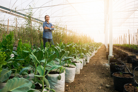 Working women smile and proud in Greenhouse nursery.の写真素材