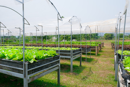 Organic Cos Lettuce in vegetable bed.の写真素材