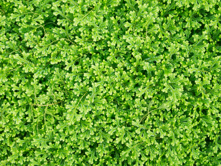 Close up  image of green moss background.の写真素材