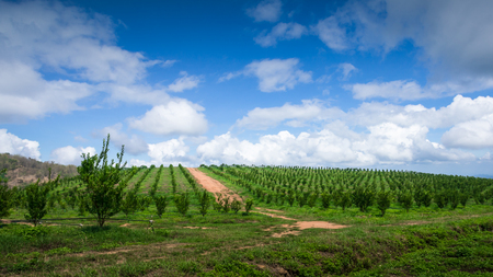 Road in yong plant orange farm in clear sky.の写真素材