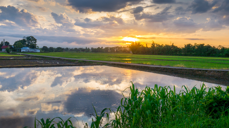 Sun rise with water reflection clouds in the young rice field and the road to Funeral pyre.の写真素材