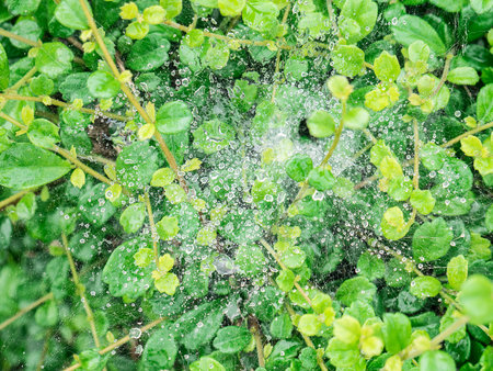 Dew drops on the spiderweb with green leaves.