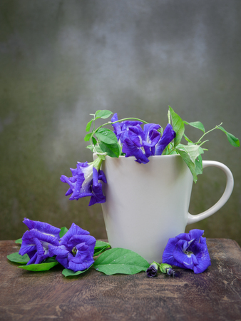 Still life fresh Blue pea or butterfly pea herb in the coffee cup on wood with grunge wall background.の写真素材