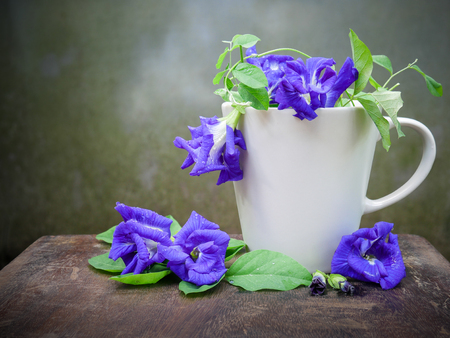 Still life fresh Blue pea or butterfly pea herb in the coffee cup on wood with grunge wall background.の写真素材