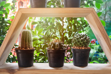 Close up cactus on the morning light background.の写真素材