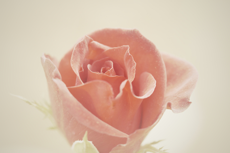 Soft image pink rose with retro tone.の写真素材