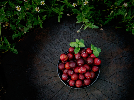 Plum Ju-li The species comes from Taiwan.の写真素材