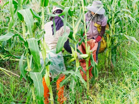 CHIANG RAI, THAILAND - JUNE 07 : Foreign workers Burmese ( Myanmar or Burma ) Hire to harvest Sweet corn in the area north Thailand border. The sweet corn send manufacture factory to make Canned corn on June 07, 2019 in Chaing rai, Thailand.のeditorial素材