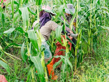 CHIANG RAI, THAILAND - JUNE 07 : Foreign workers Burmese ( Myanmar or Burma ) Hire to harvest Sweet corn in the area north Thailand border. The sweet corn send manufacture factory to make Canned corn on June 07, 2019 in Chaing rai, Thailand.のeditorial素材
