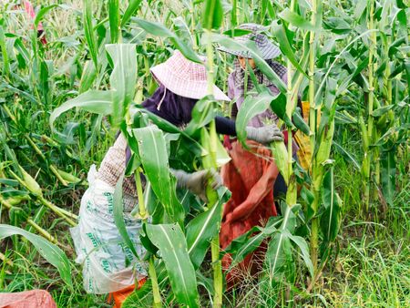 CHIANG RAI, THAILAND - JUNE 07 : Foreign workers Burmese ( Myanmar or Burma ) Hire to harvest Sweet corn in the area north Thailand border. The sweet corn send manufacture factory to make Canned corn on June 07, 2019 in Chaing rai, Thailand.のeditorial素材