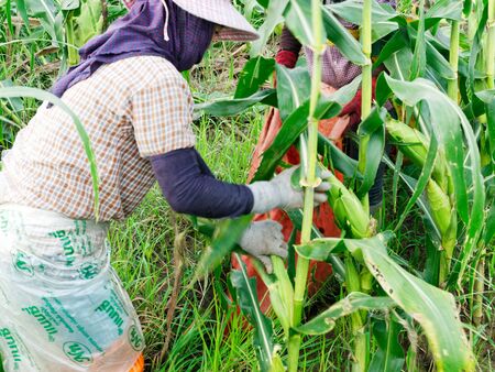 CHIANG RAI, THAILAND - JUNE 07 : Foreign workers Burmese ( Myanmar or Burma ) Hire to harvest Sweet corn in the area north Thailand border. The sweet corn send manufacture factory to make Canned corn on June 07, 2019 in Chaing rai, Thailand.のeditorial素材