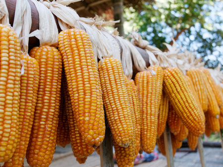 Dry corn was dried on the balcony of the villagers. For use as seeds and food or animal feed.