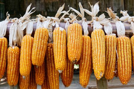Dry corn was dried on the balcony of the villagers. For use as seeds and food or animal feed.の写真素材