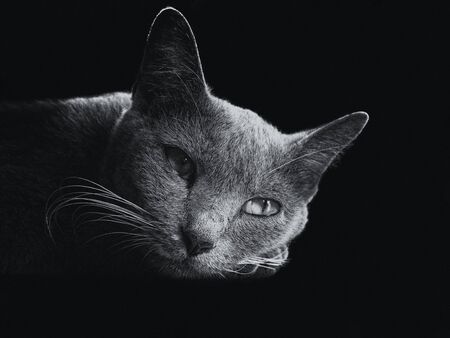 Black and white image black Cat on the dark background.の写真素材