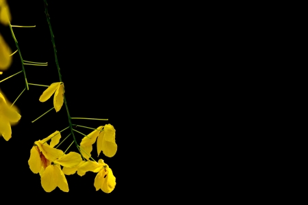 Yellow flowers on black backgroundの写真素材