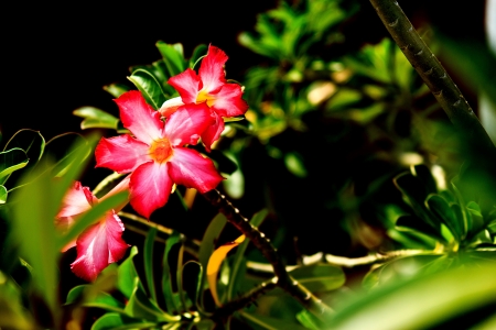 Desert Rose or Impala Lily in the gardenの写真素材