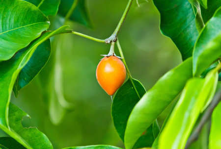 A orange fruit from a tree in the park