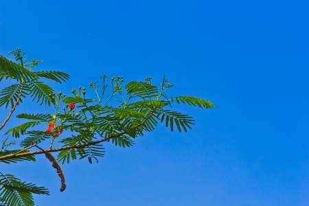 The Delonix regia or The Flame Tree is Leguminosae type from Africa seedingの写真素材
